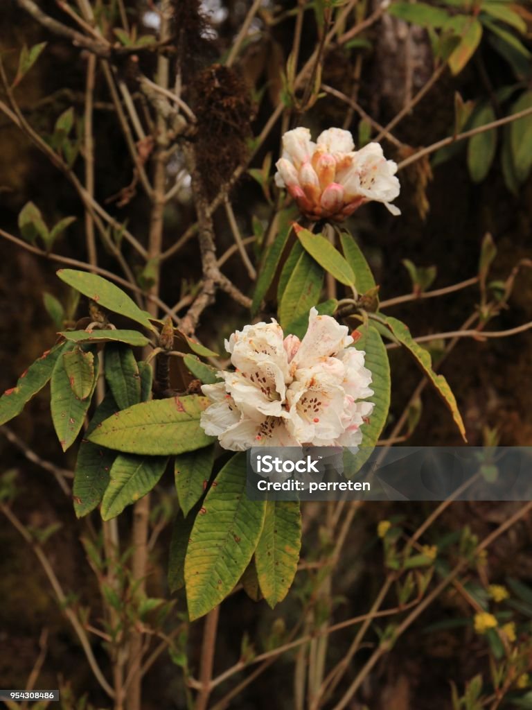 Blooming white rhododendron in Helambu, Nepal.