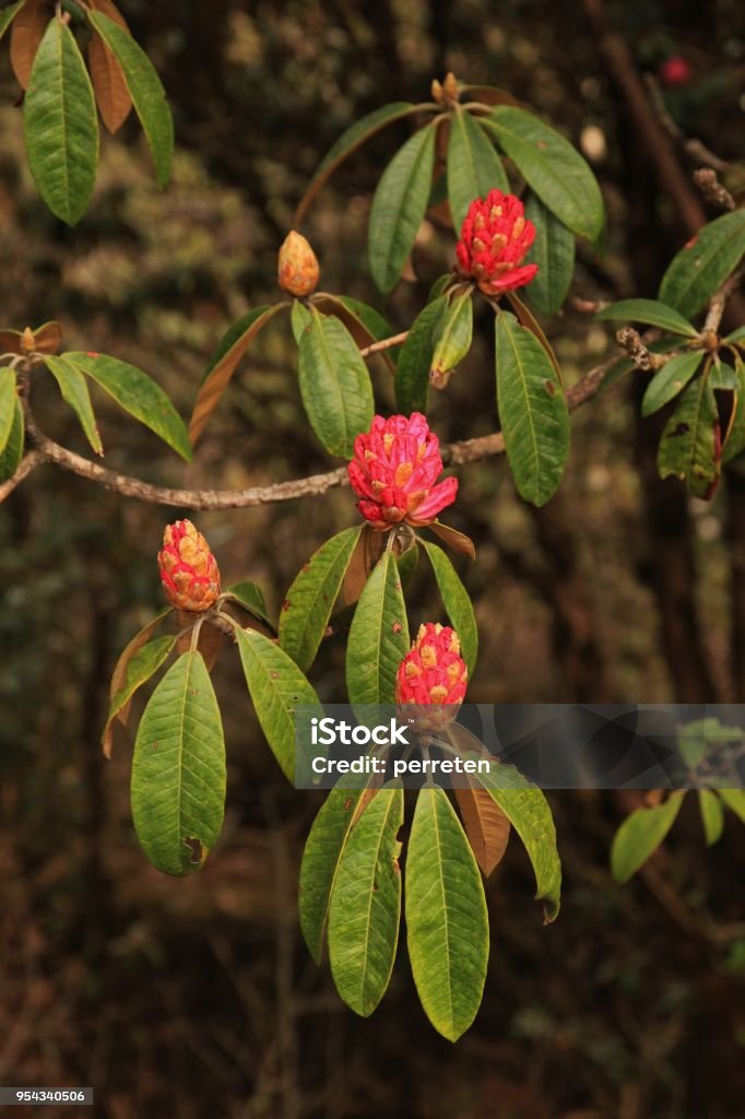 Springtime in Helambu, Nepal. Buds of a pink rhododendron.