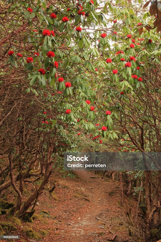 Springtime in Nepal. Blooming red rhododendron. National flower of Nepal.
